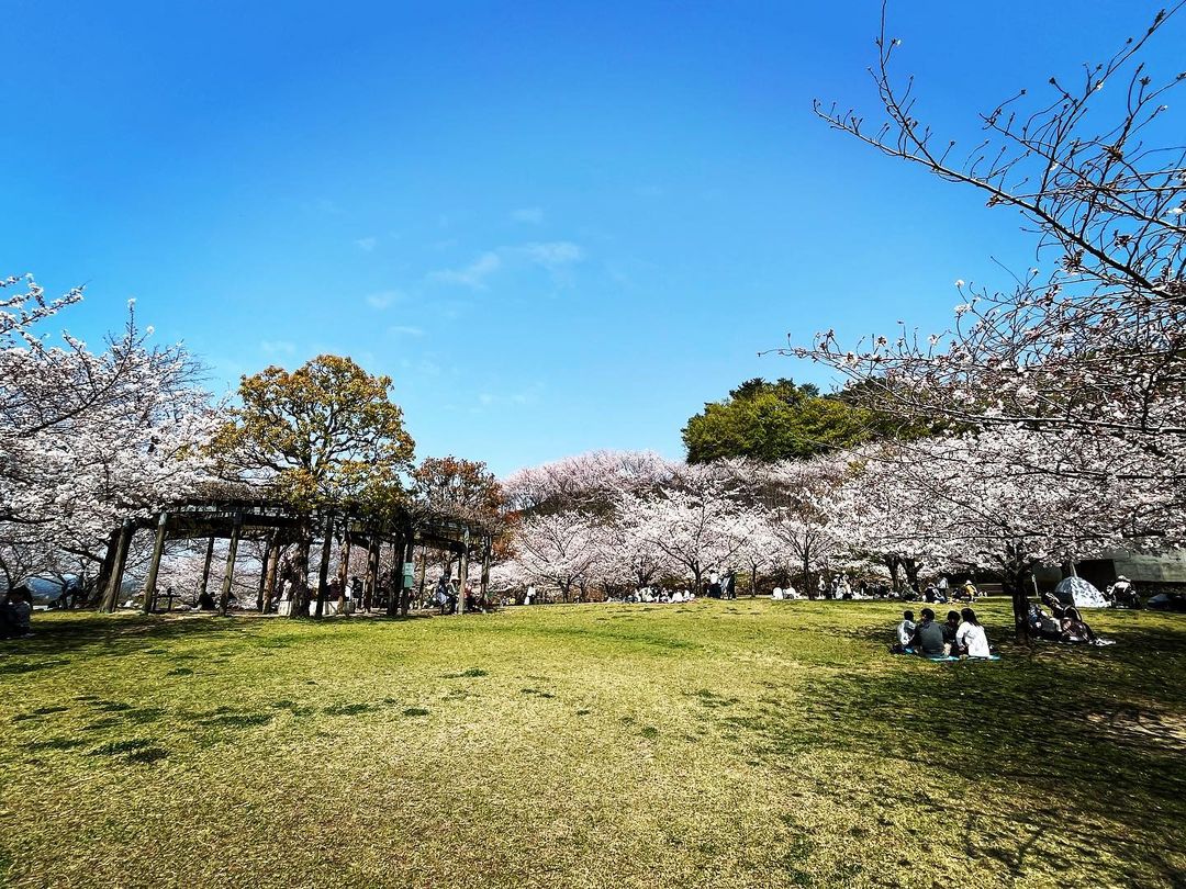 松山総合公園さくらの丘の満開の桜（愛媛県松山市） | 愛媛の小山登り